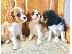 PoulaTo: King Charles Cavalier Pups